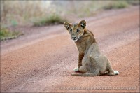 /album/aparjeb/penjari-lion-jpg/